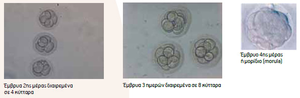 embryometafora