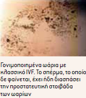 gonimopoiisi